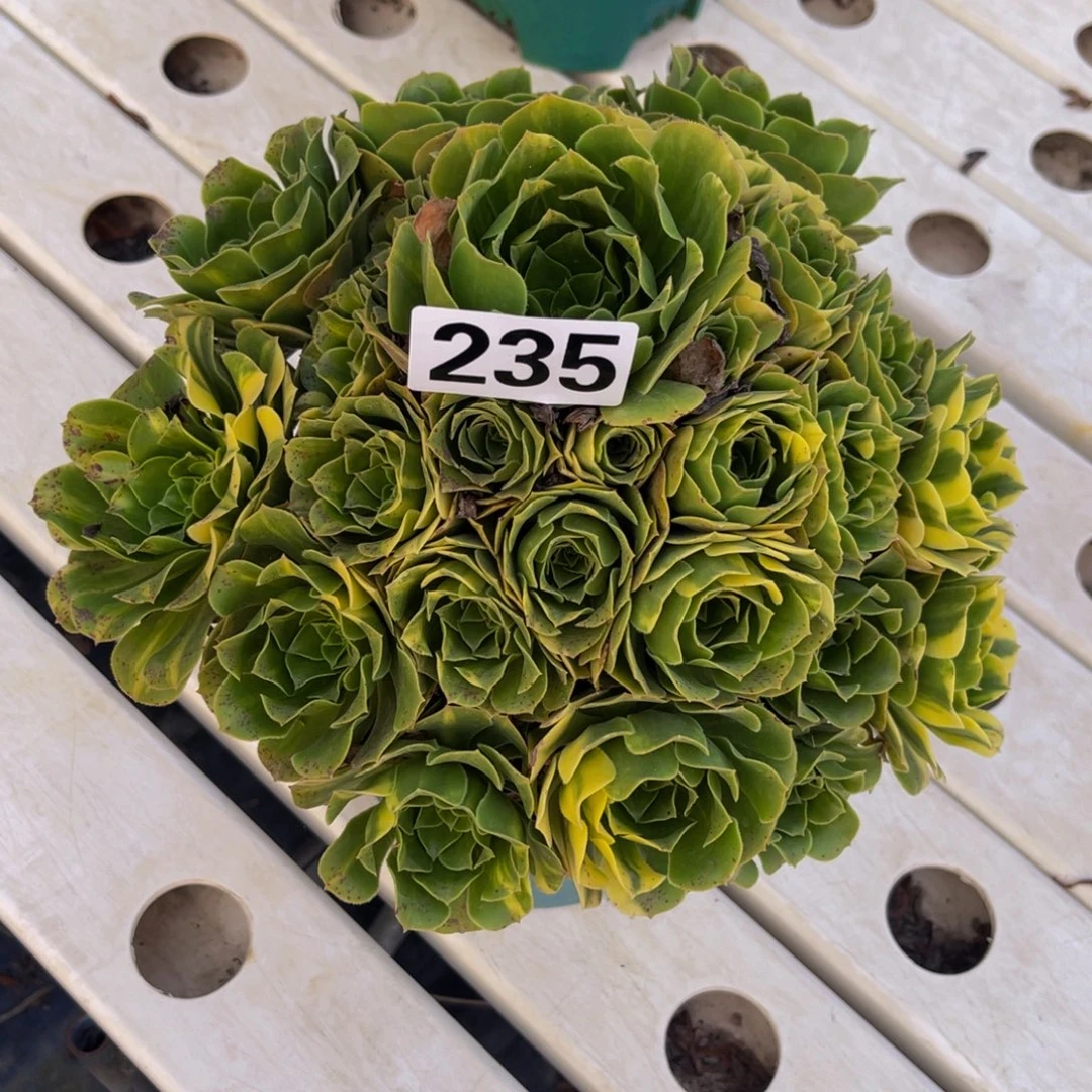 五色琉璃7///////////41包邮