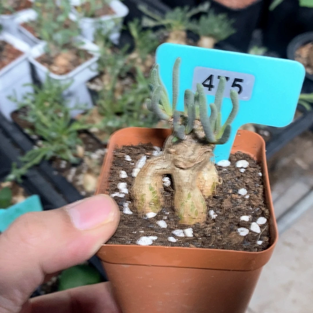 蛋清霜多肉植物一个