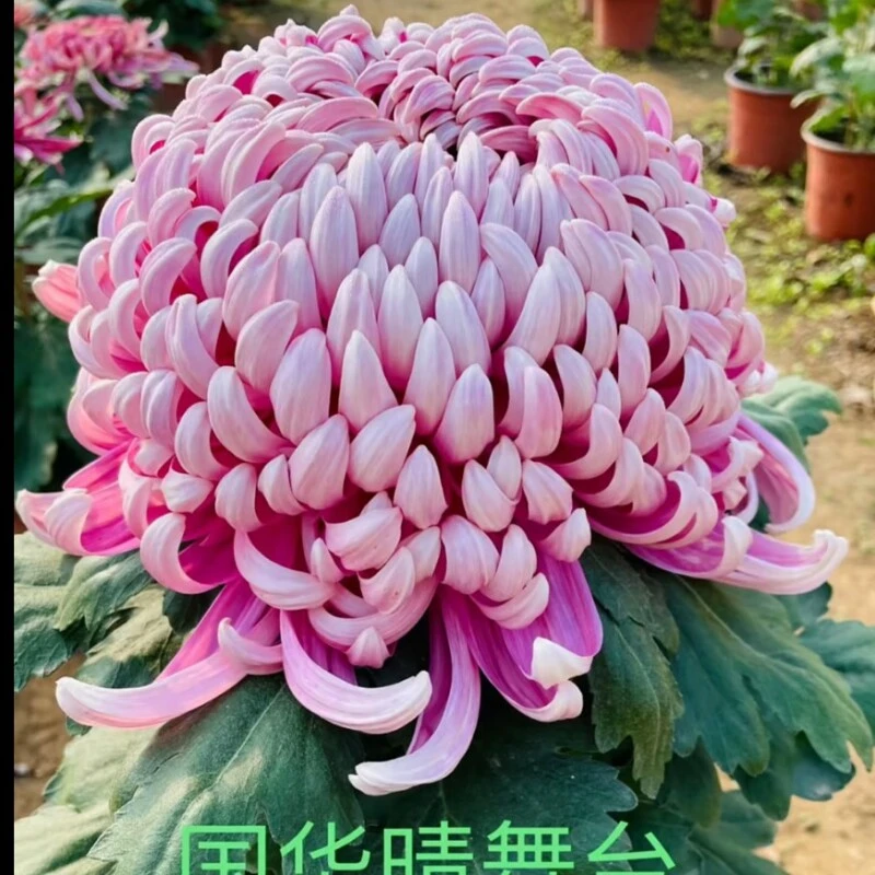 国家晴舞台大花菊花盆栽