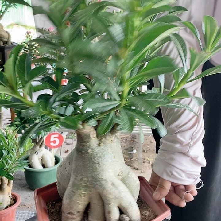 老***）完全开放沙漠玫瑰