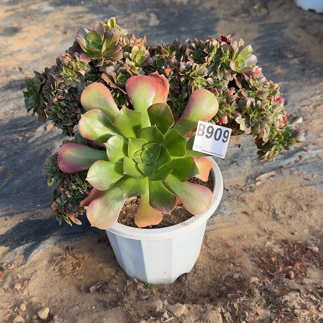 909火玫瑰一颗呀呀