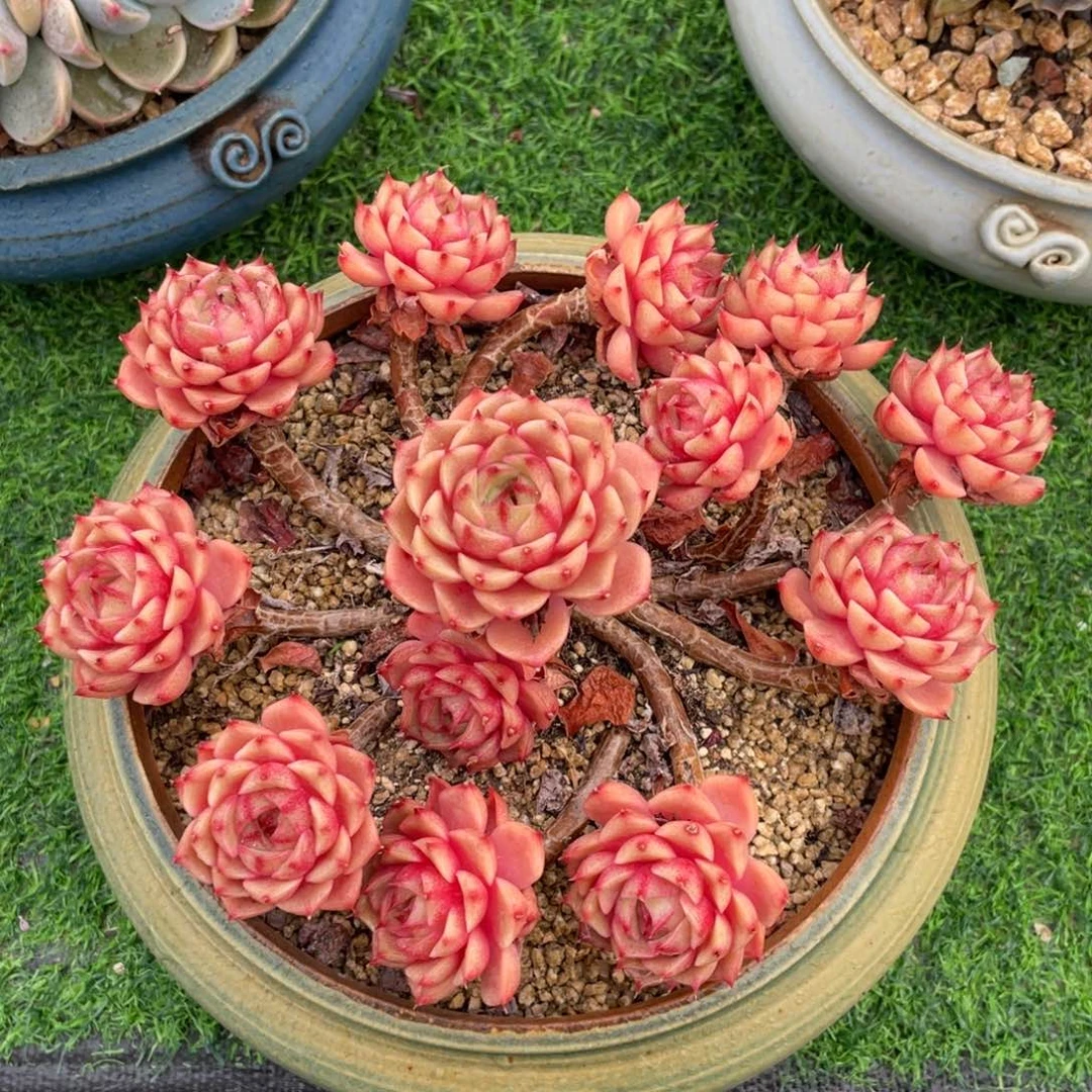 黄金苯巴蒂斯自然群