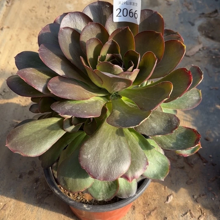 魅金玫瑰多肉法师2066