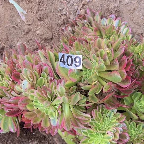 傲****多肉植物一个