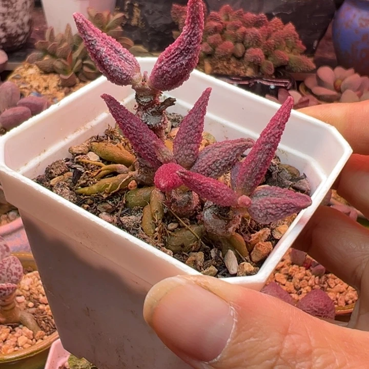 一物一拍，感谢支持