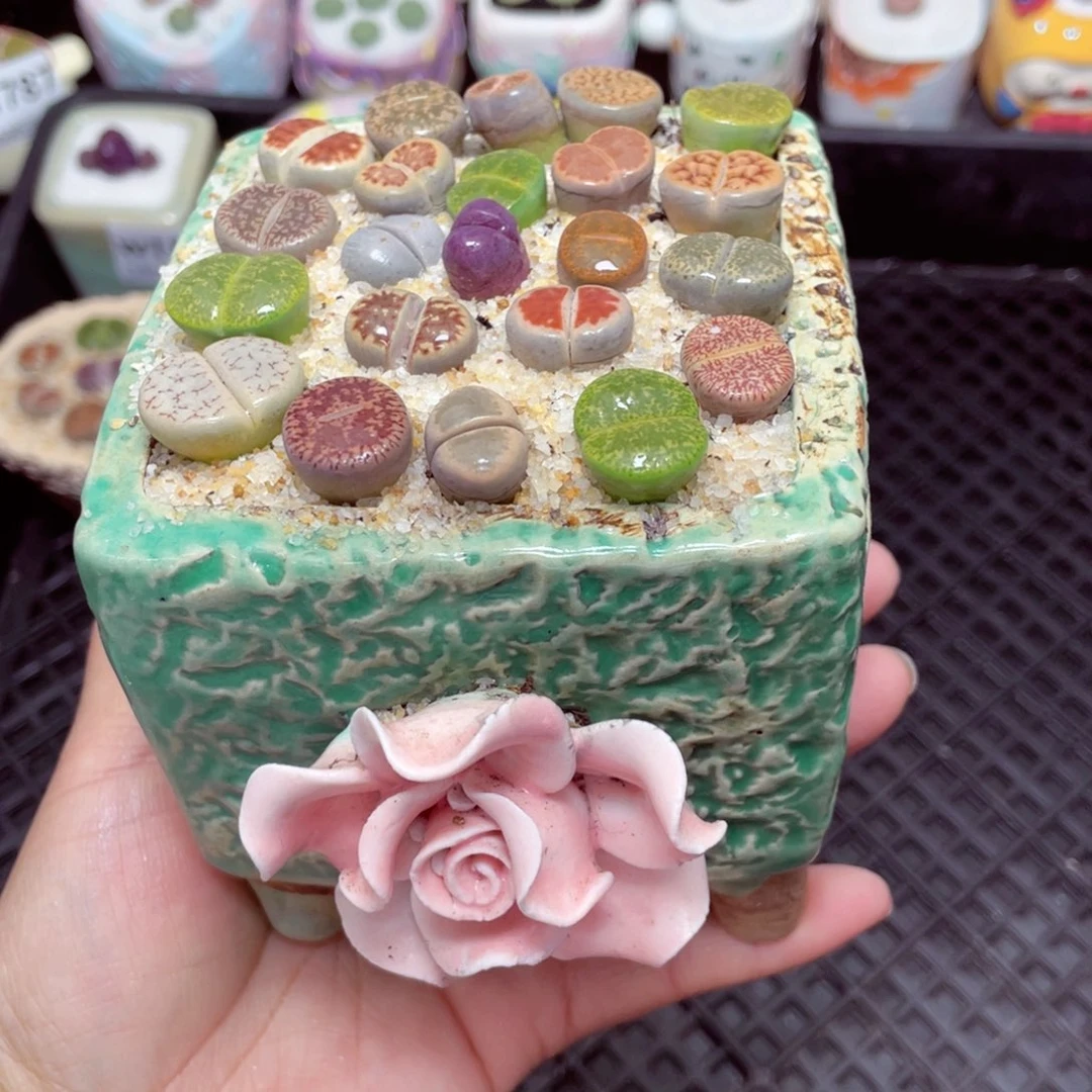 w1853 -零下地区拍保温箱-15支持寄养