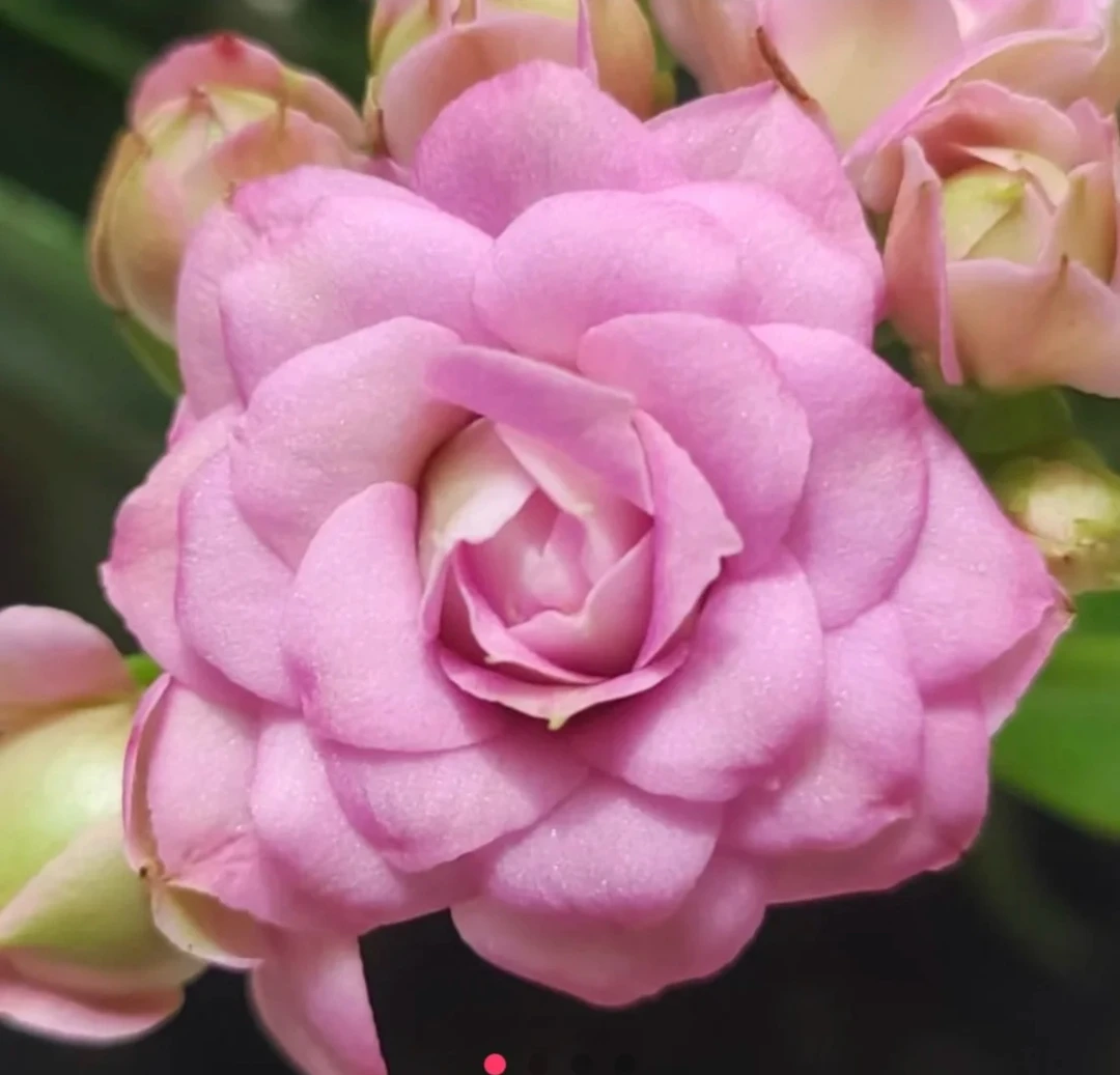 【莉莉安】重瓣大花型长寿花带花苞