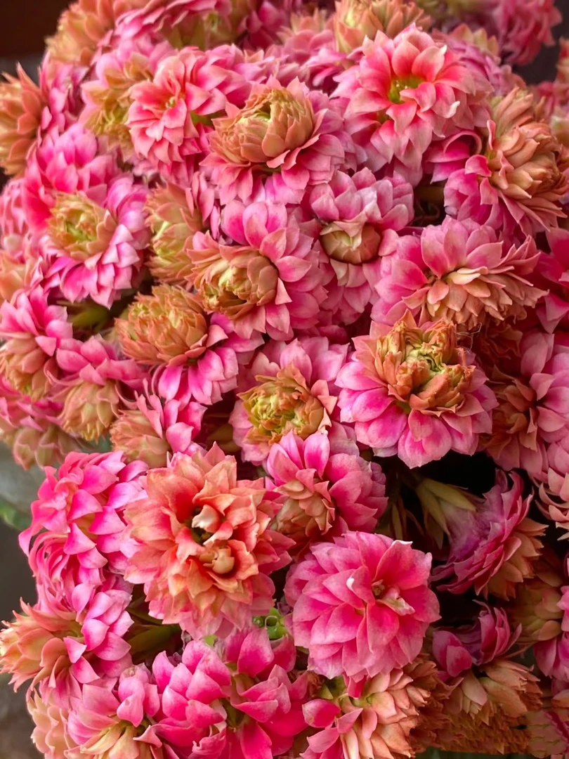 芙蓉花神 120盆 一代独杆