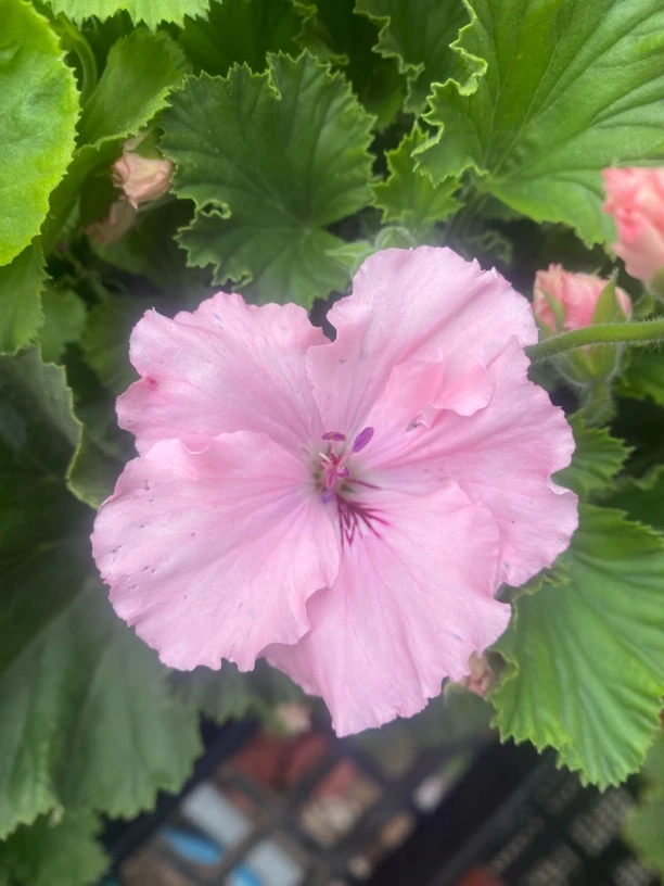 蝴蝶梅清棚处理不包售后介意勿拍