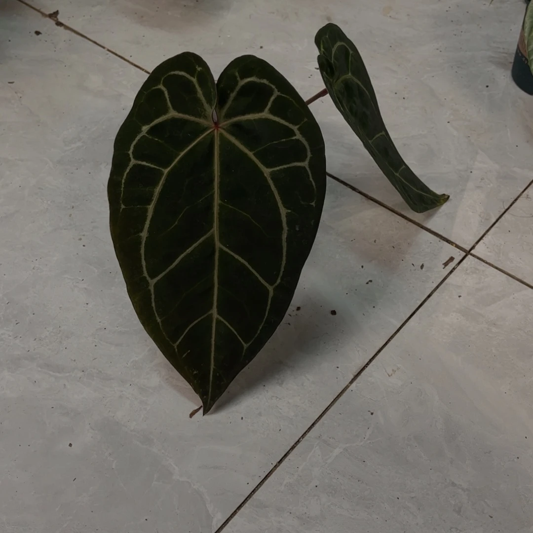 无花朵黑水晶杂红（678）