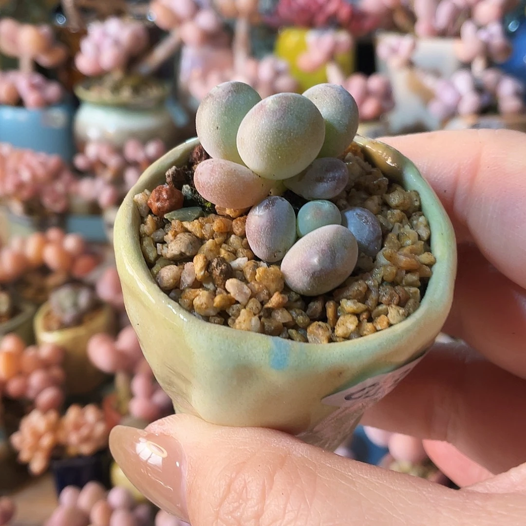 三***木多肉植物的生长发育和生长