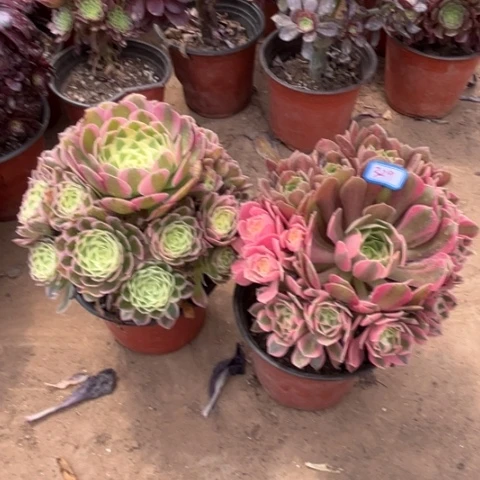 329多肉植物组合