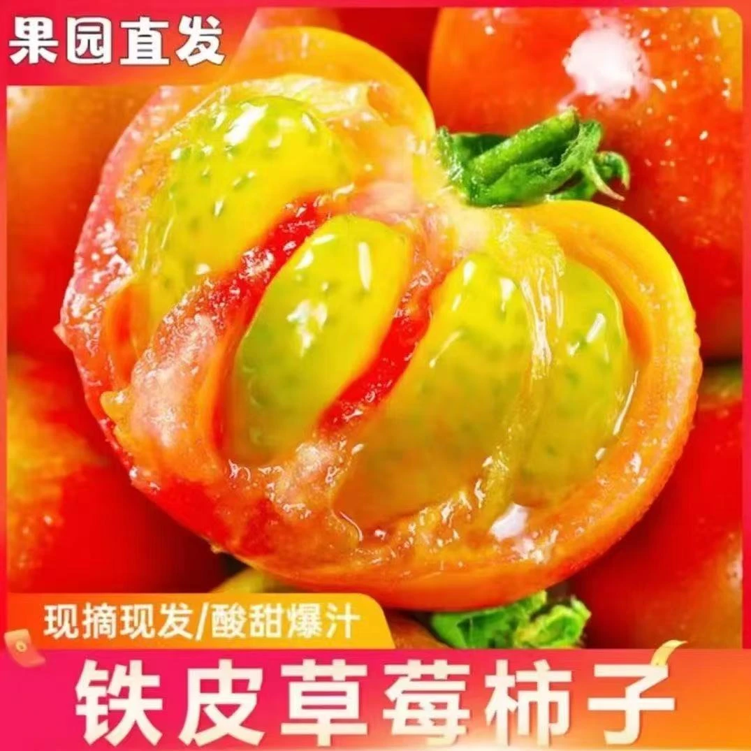 【福袋】碱地铁皮柿子一斤