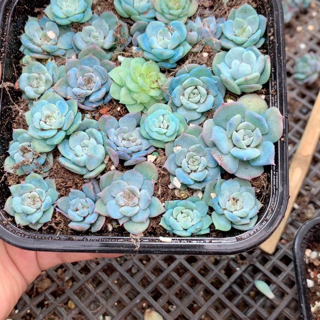无花朵R176英语英语