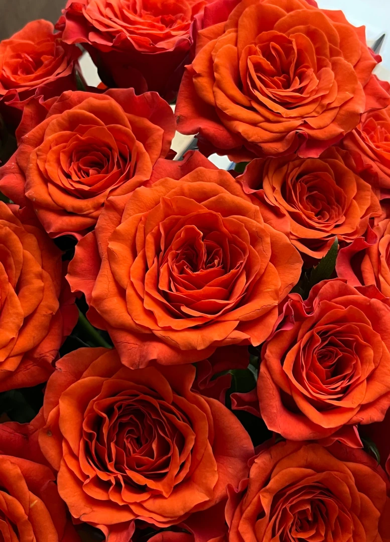 【帕茨】稀缺单头玫瑰方德品牌基地 | 全场鲜花任意满2单及以上包邮