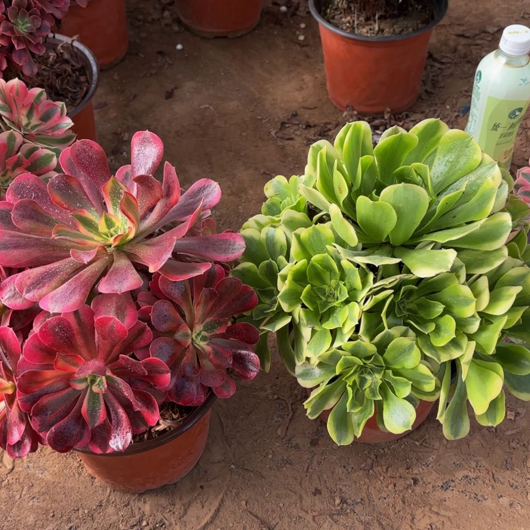 美杜莎+绿豆沙组合18.8多肉植物
