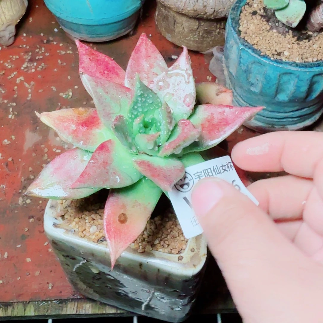 8026绿雪山仙女杯多肉