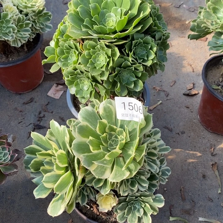 两盆多肉断头不包1506