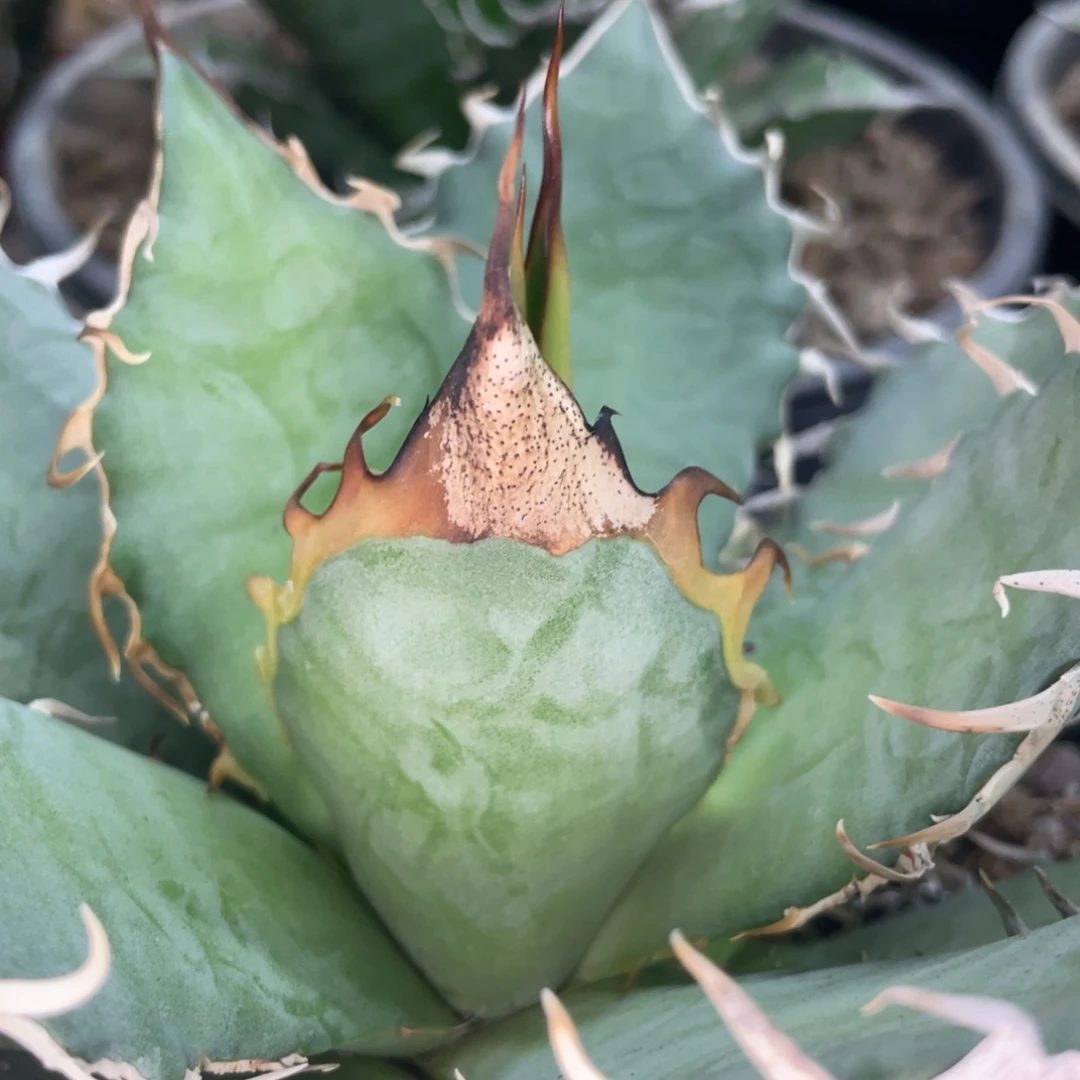 野二333333333333333