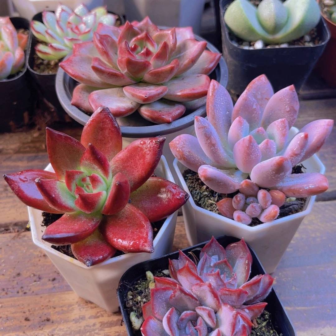 夜魔侠大 罗卡 奥普 暗冰