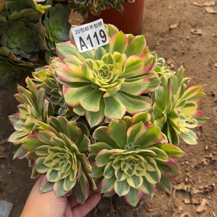 粉体海王……多肉植物……