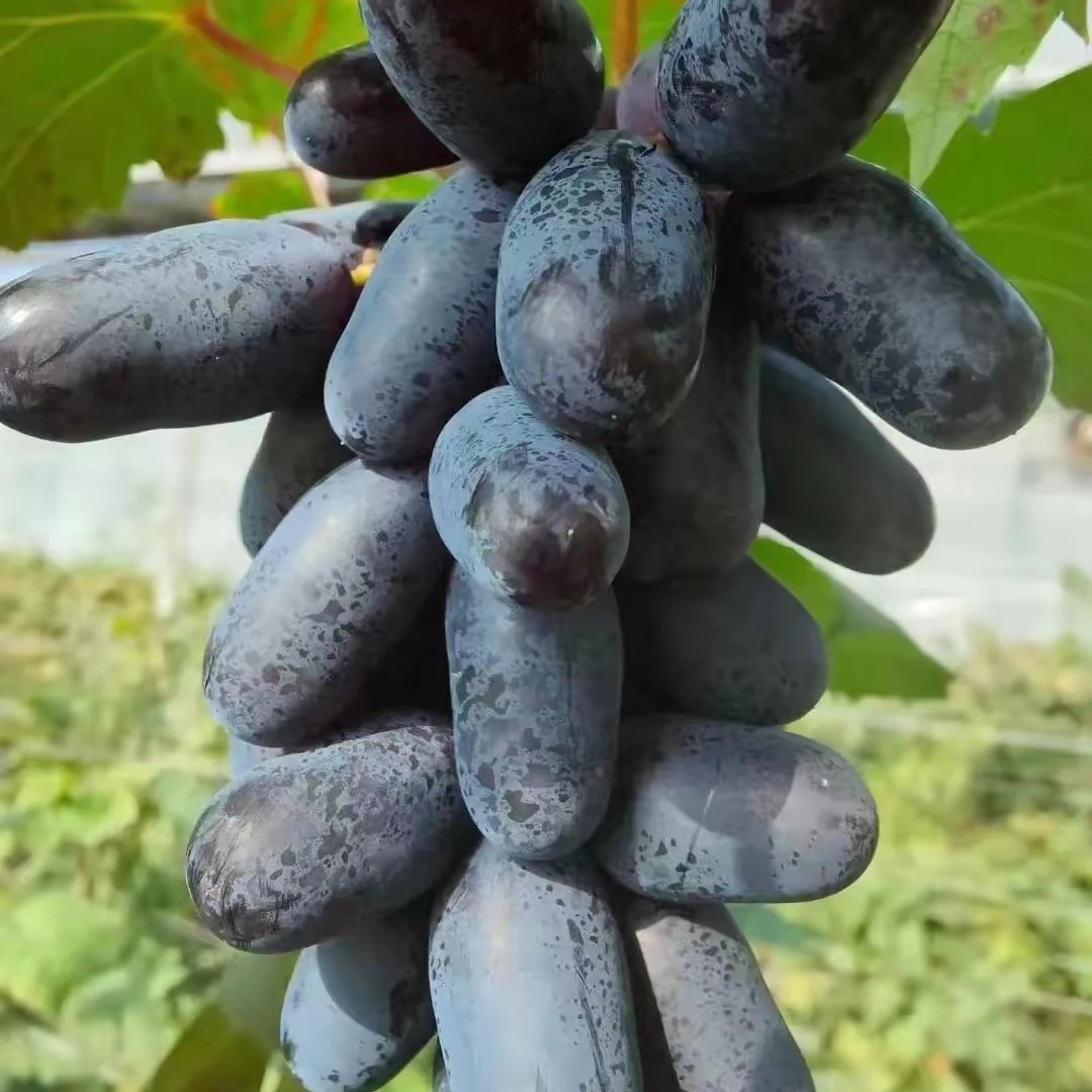 奇异指 外形独特 口感好 极早熟