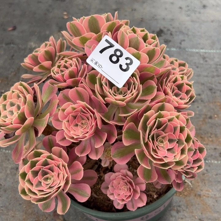 783女巫20厘米有断枝处理