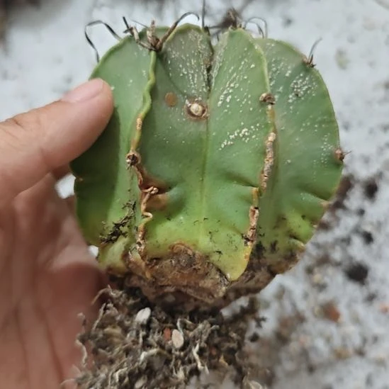 实生仙人球，实生仙人球