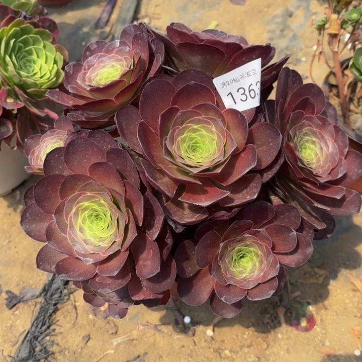 魅金玫瑰多肉处理不包断头1363