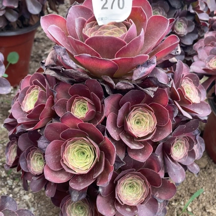 270多肉植物魅金玫瑰