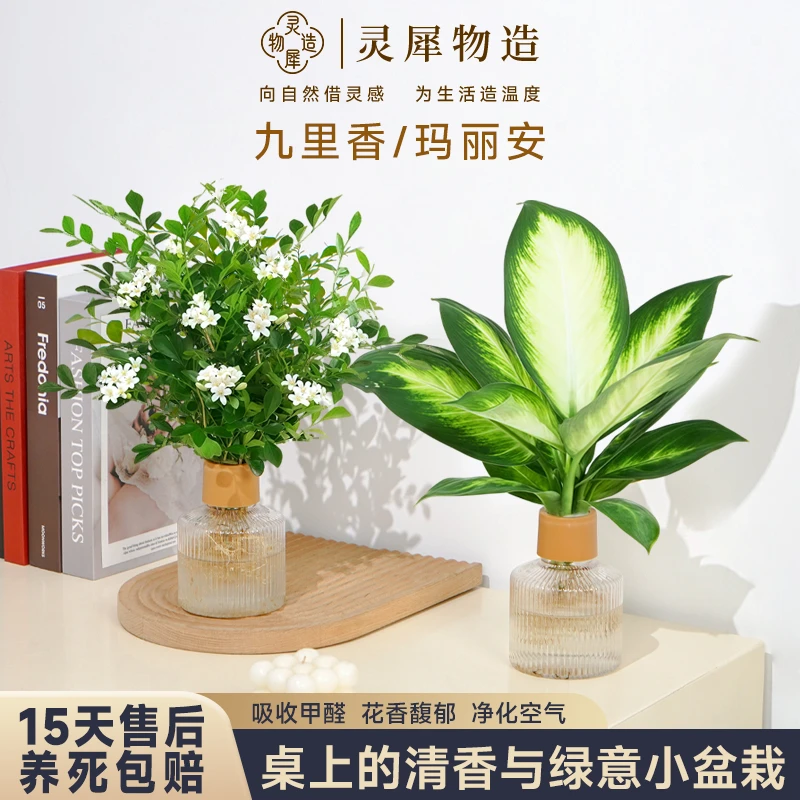 【到手2盆】水培室内桌面绿植玛丽安九里香办公室花卉盆栽好养耐阴