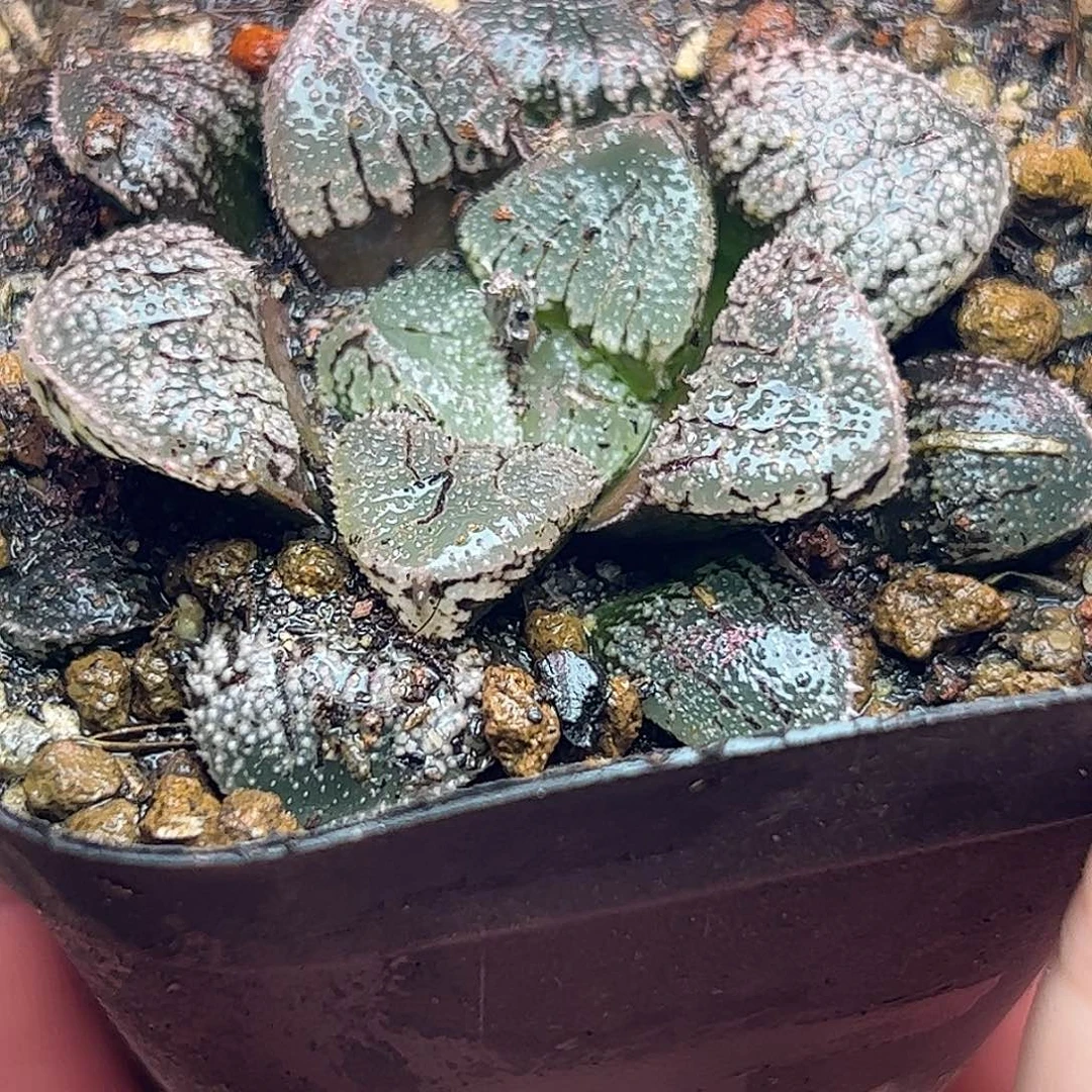 摩多变异十二卷多肉