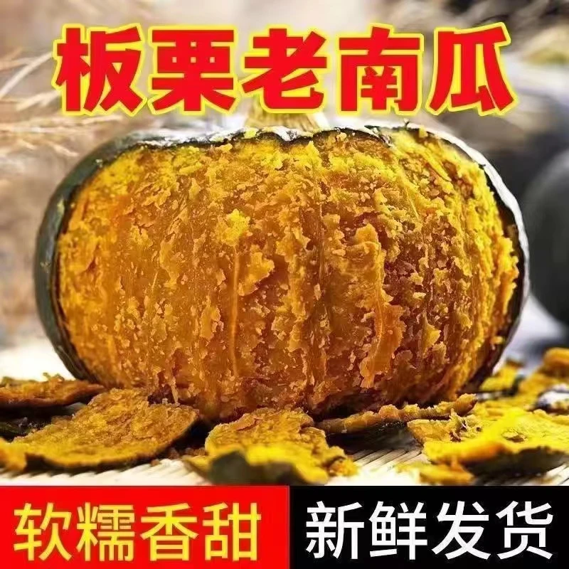 甘肃民勤沙地板栗味老南瓜宝宝辅食粗粮代餐软糯香甜非贝贝小南瓜