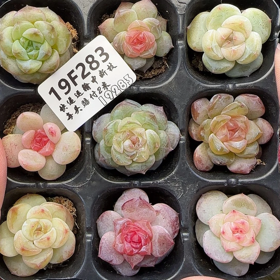 【满29包邮非偏远】283九棵糖心珍妮