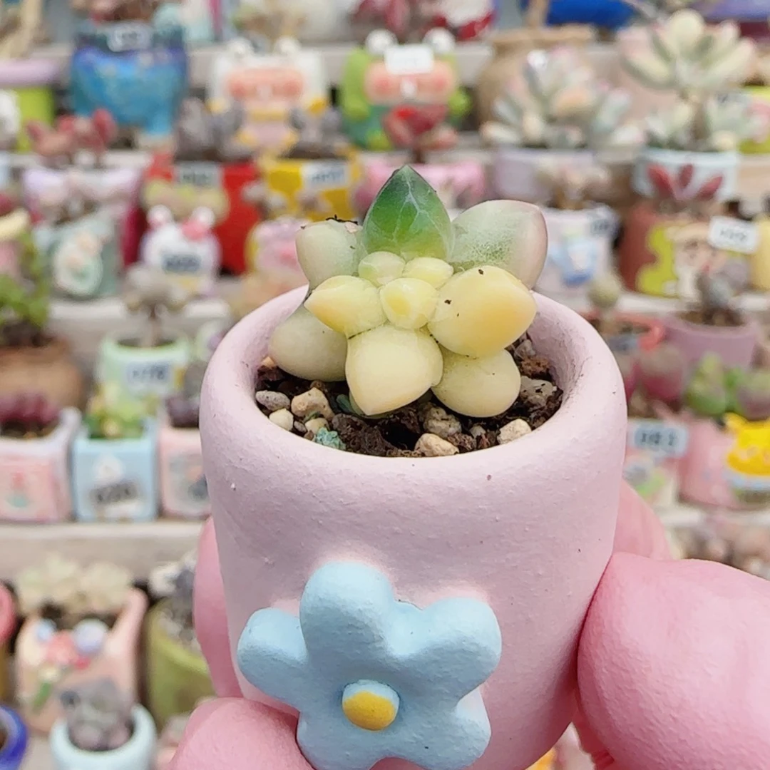 天空美人锦 盆口2cm