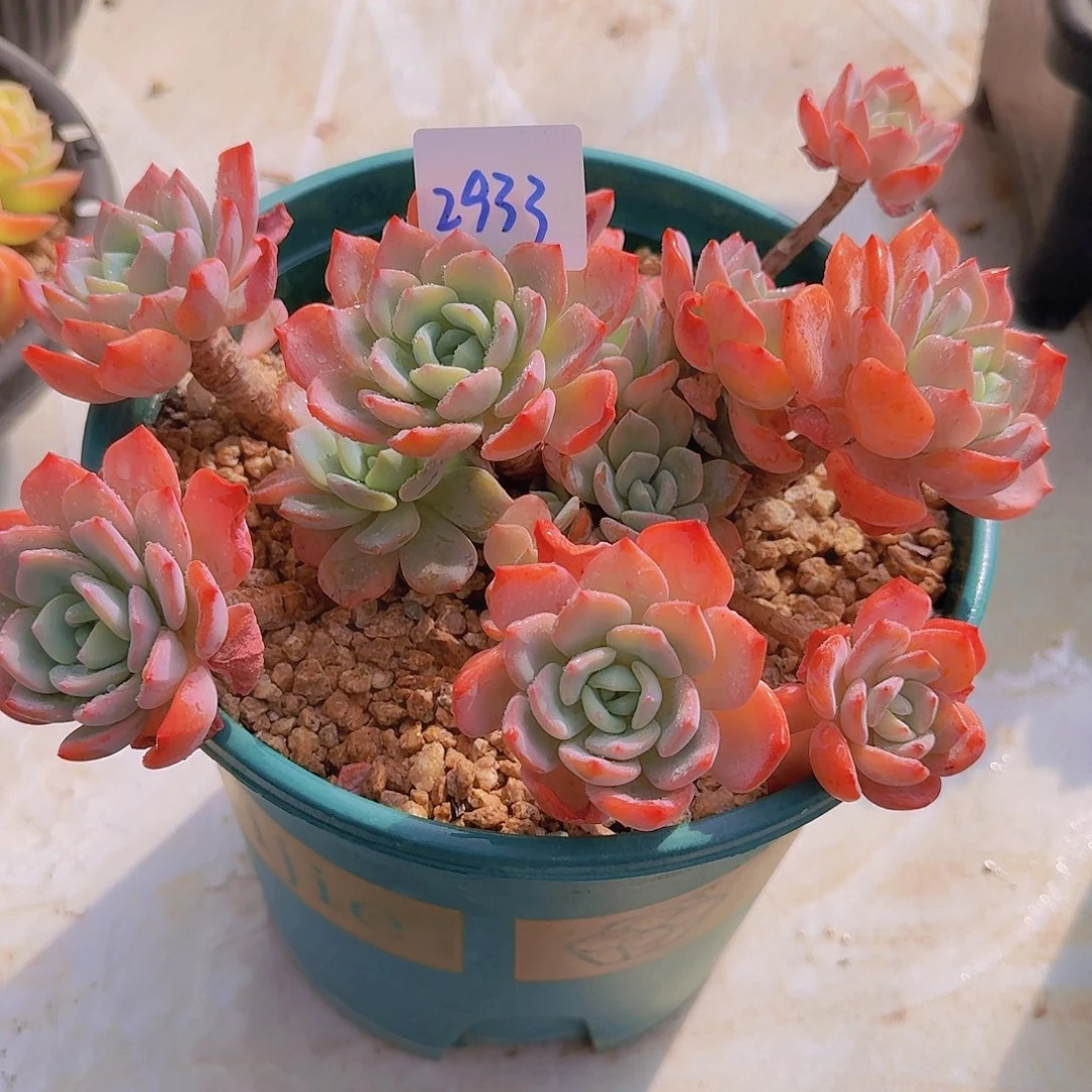 2933冷橙多肉植物