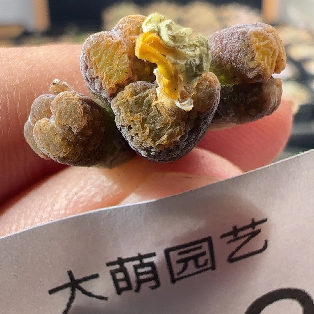 一物一拍MG1456.7冰渣火柴勋章，109