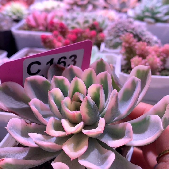 泪无痕覆轮锦有根