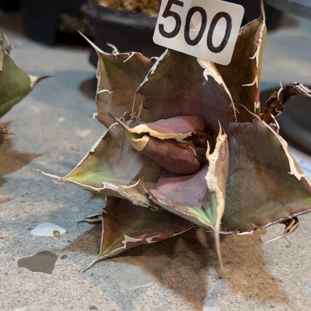 K****g 500号黑豹龙舌兰植物脱土发货