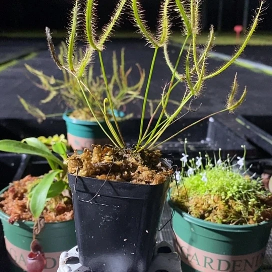 完全开放叉叶茅膏菜