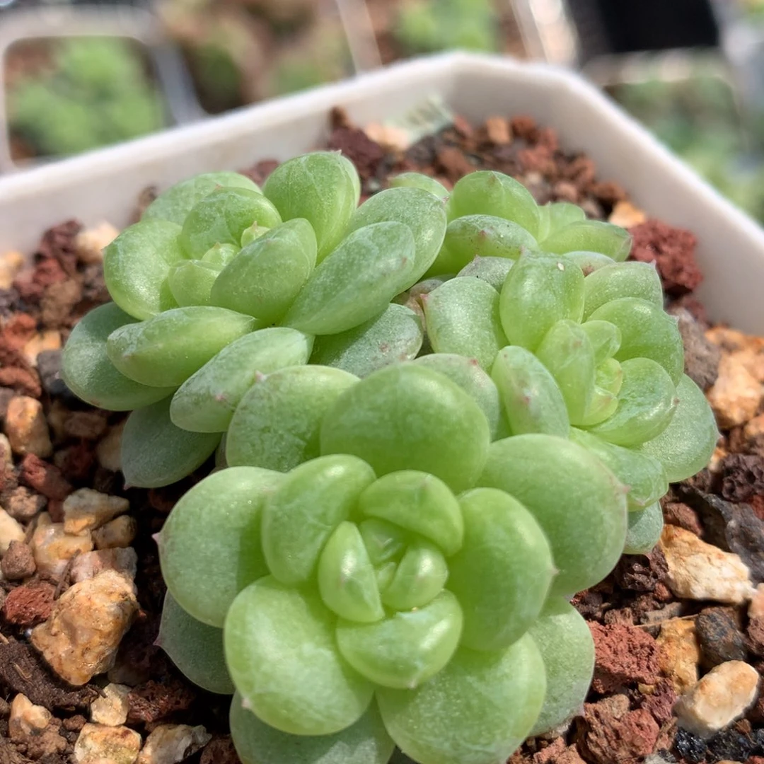 0606-50 白玉珍妮