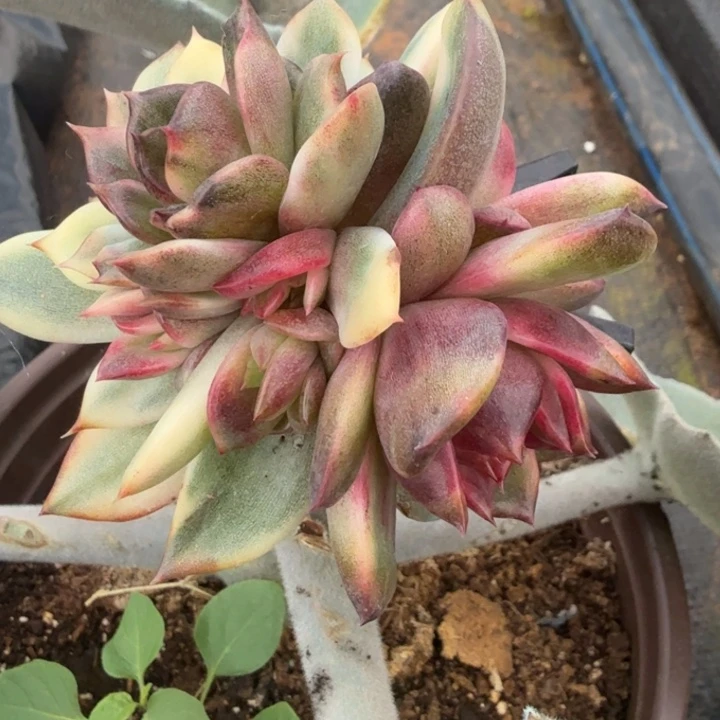 兰一刻到如今的如今的锦