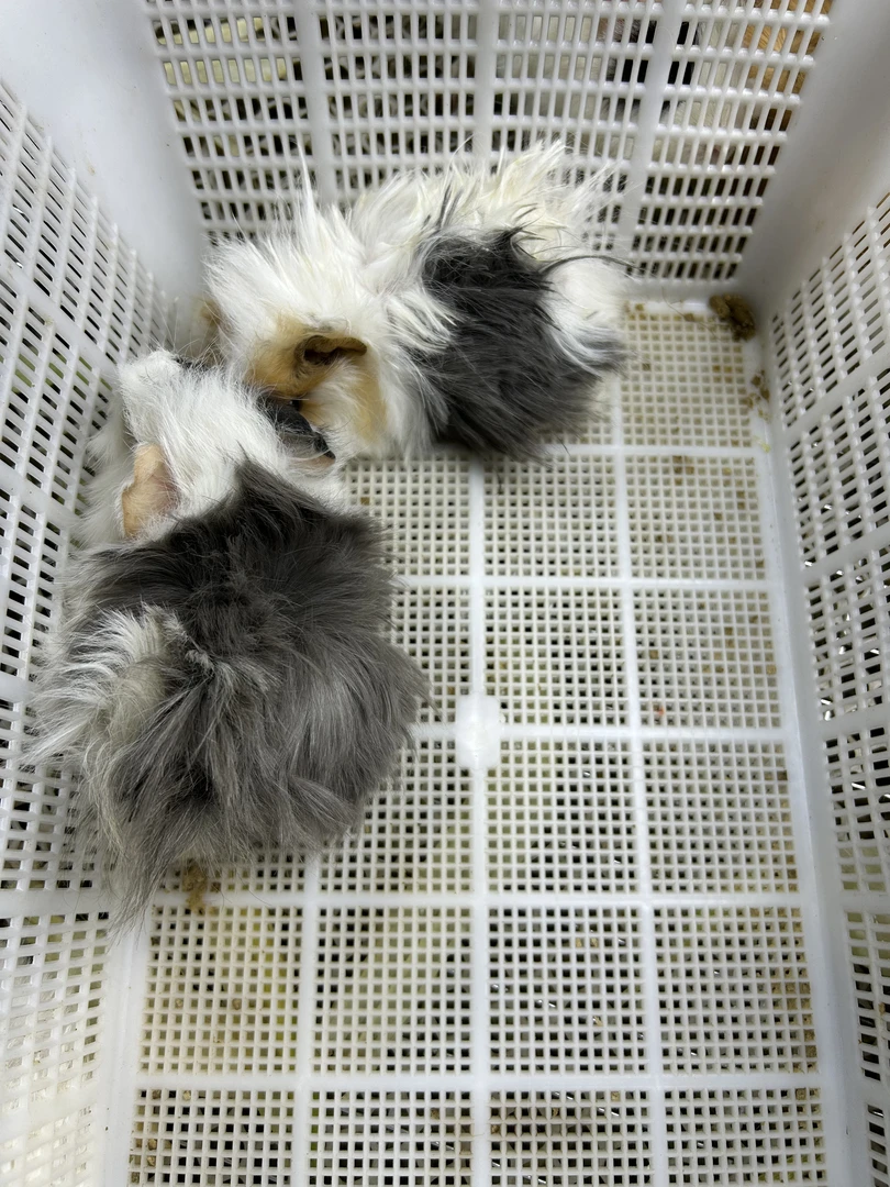 荷兰猪专用运输笼一套（一物一拍）