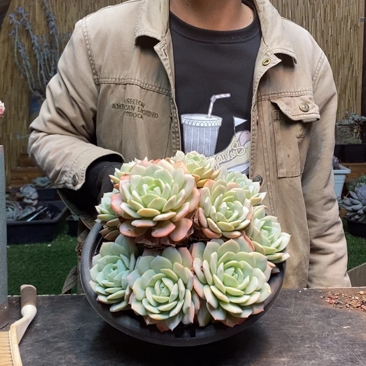 莎***店373号恋曲多肉植物