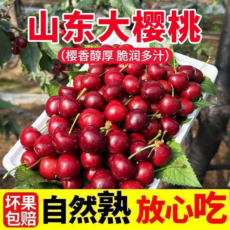 【顺丰速运】山东现摘美早大樱桃新鲜孕妇水果