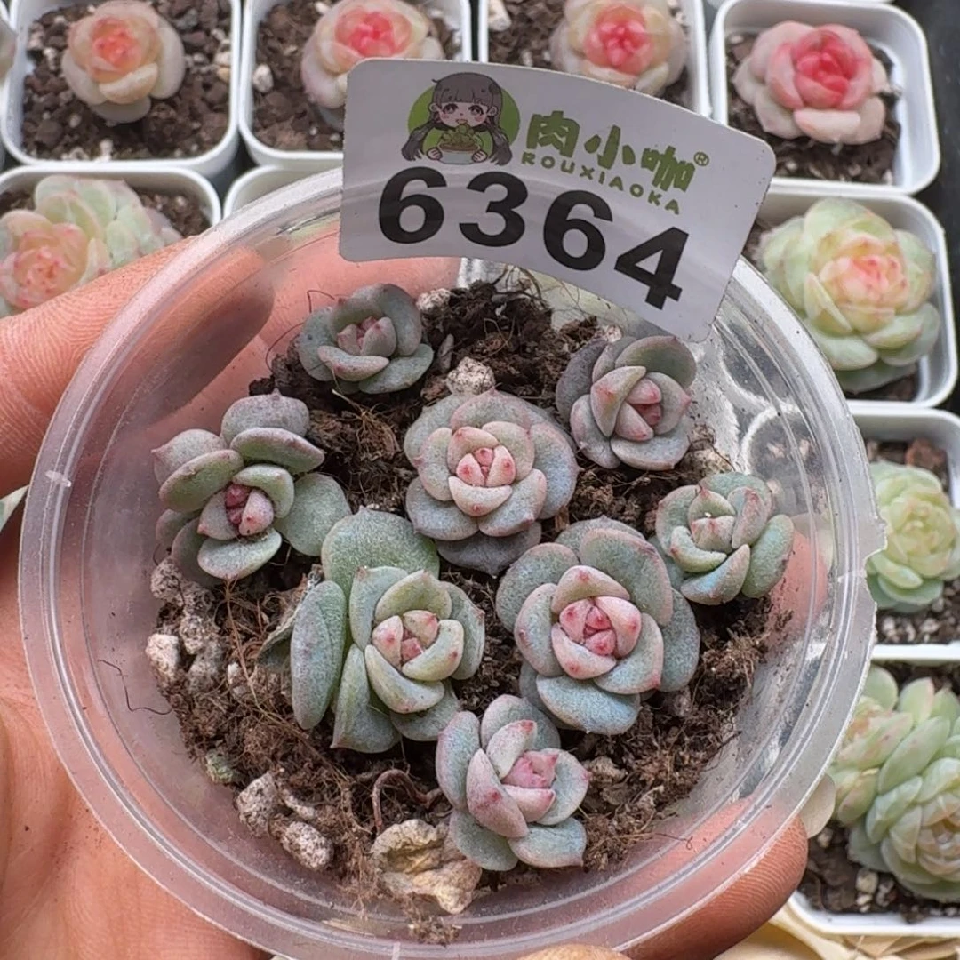 多肉植物多肉植物