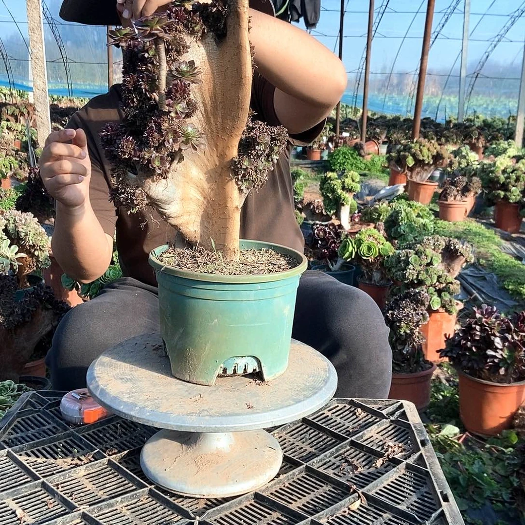 完全开放妖桩黑法师缀化