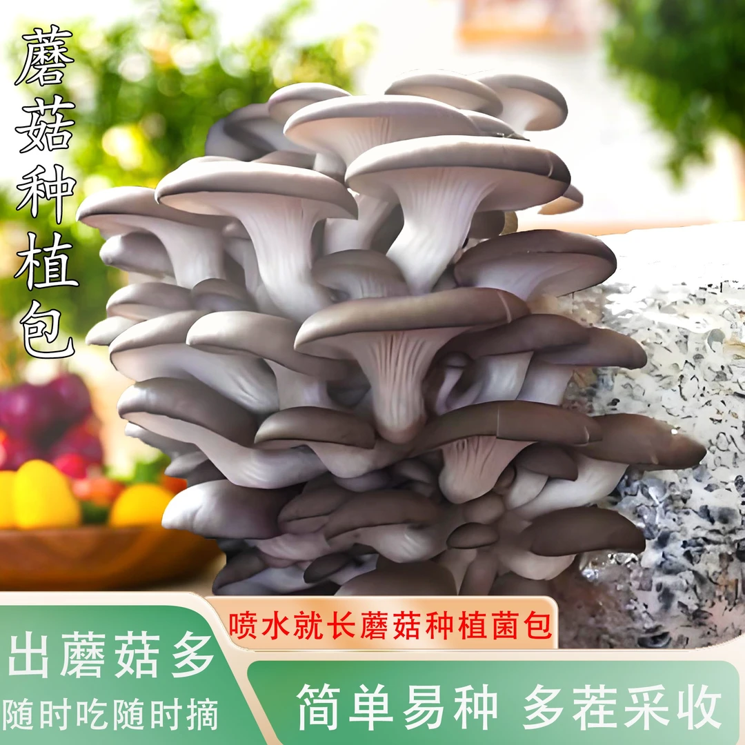 蘑菇菌包盆栽蔬菜种多茬采收食用黑蘑菇白蘑菇黄蘑菇种植包蔬菜苗