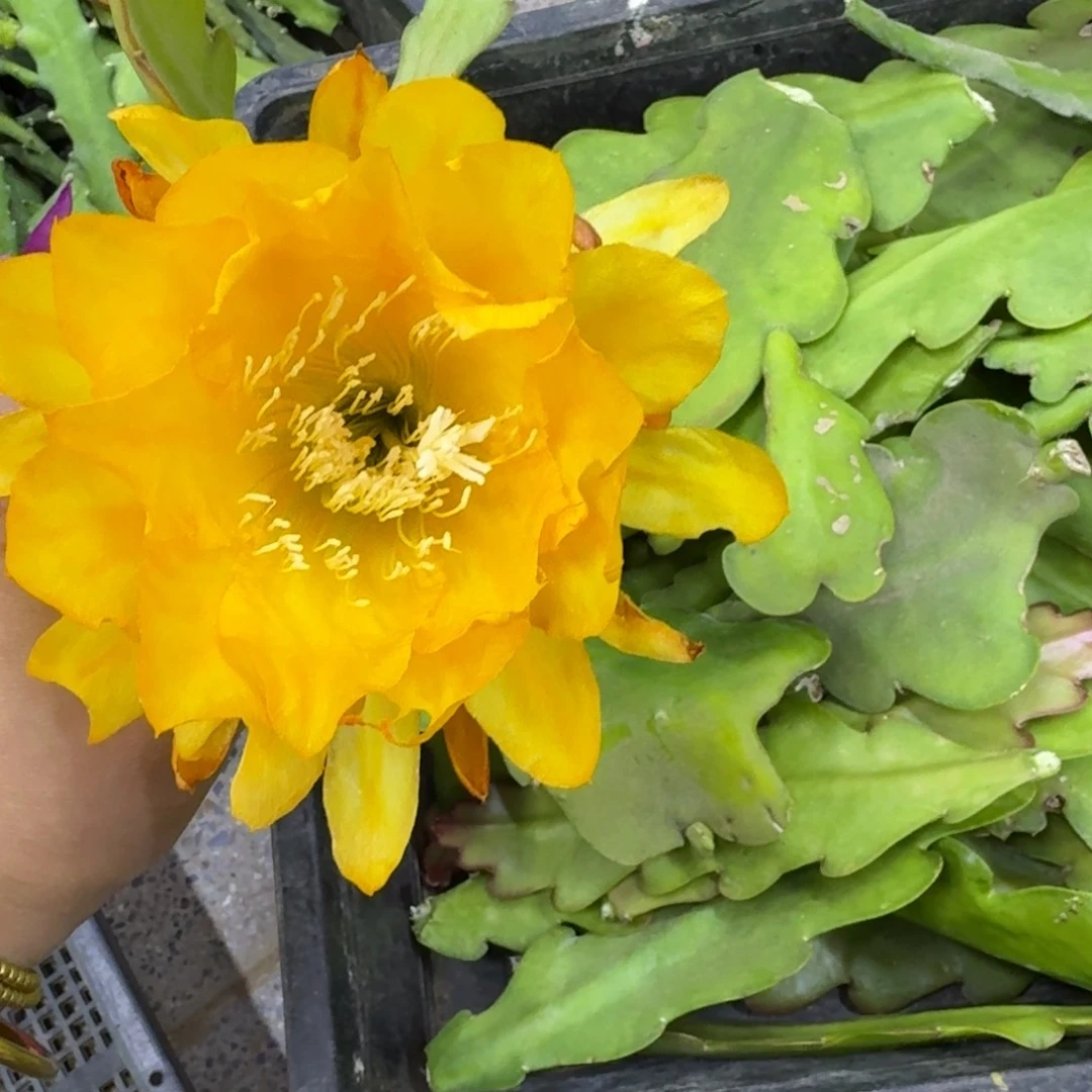 204令箭小辫黄无根枝条不好10公分左右斑，断枝条无售后