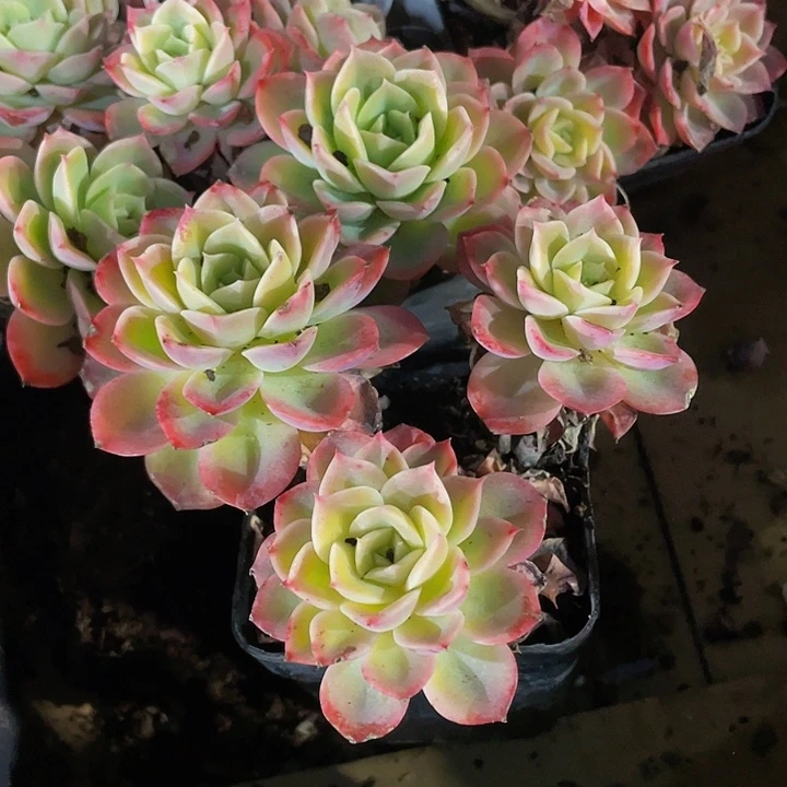 7方大哈密瓜群带盆